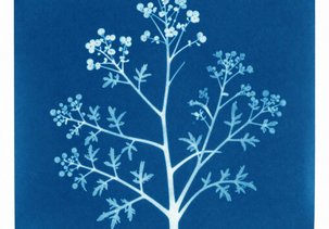Photo "Stage cyanotype"